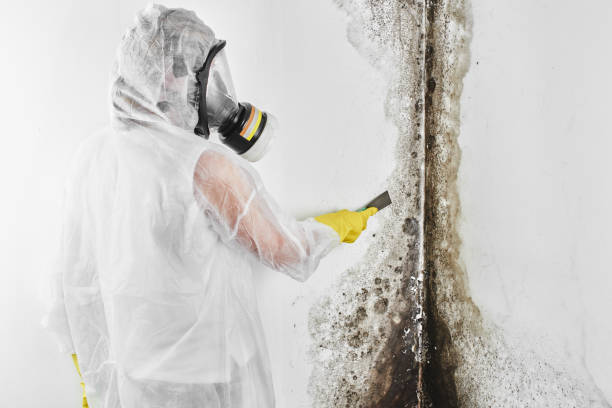 Best Affordable Mold Removal  in Barker Heights, NC